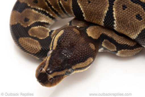 African import dinker ball python for sale