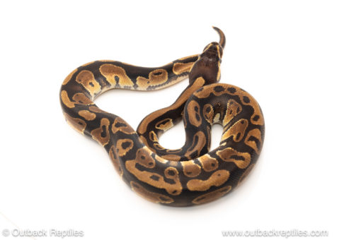 African import dinker ball python for sale