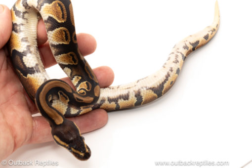 African import dinker ball python for sale