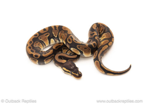 African import dinker ball python for sale