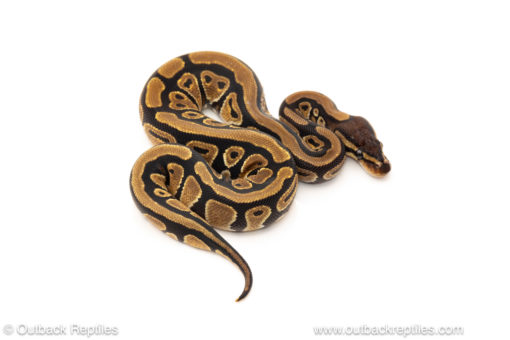 African import dinker ball python for sale