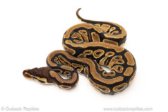 African import dinker ball python for sale