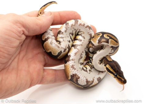 African import dinker ball python for sale