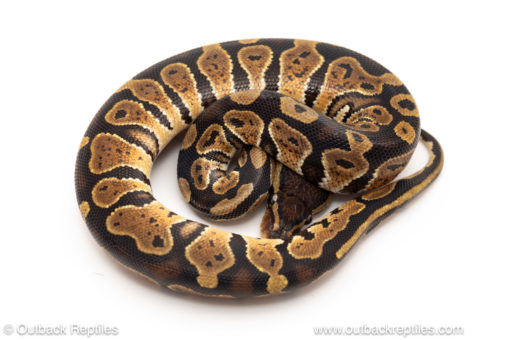 African import dinker ball python for sale