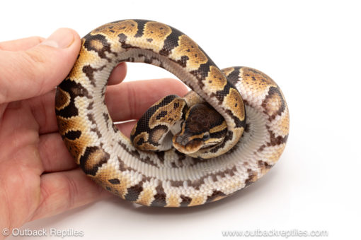 African import dinker ball python for sale