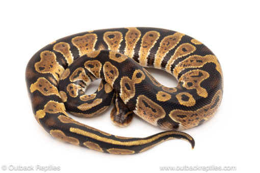 African import dinker ball python for sale