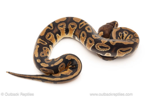 African import dinker ball python for sale