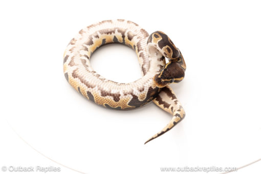 African import dinker ball python for sale