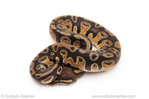 African import dinker ball python for sale