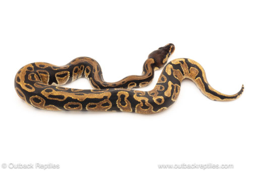 African import dinker ball python for sale