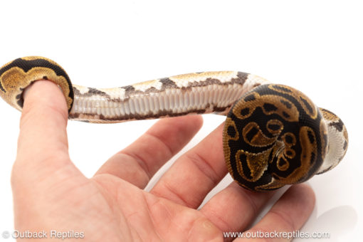 African import dinker ball python for sale