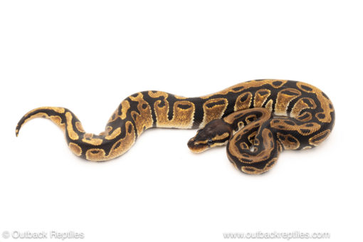 African import dinker ball python for sale