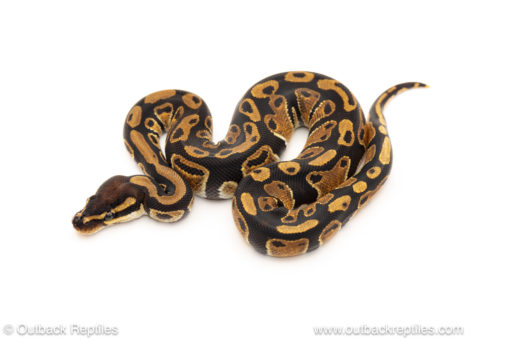 African import dinker ball python for sale