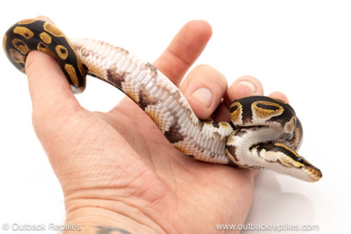 African import dinker ball python for sale