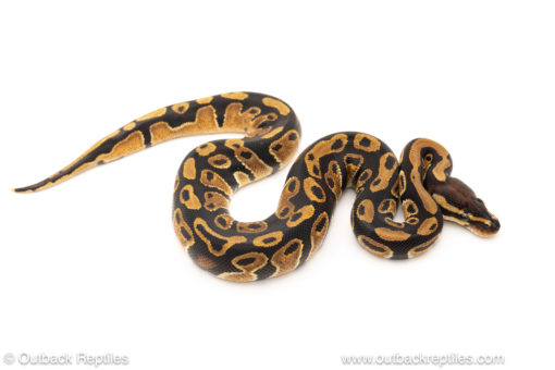 African import dinker ball python for sale