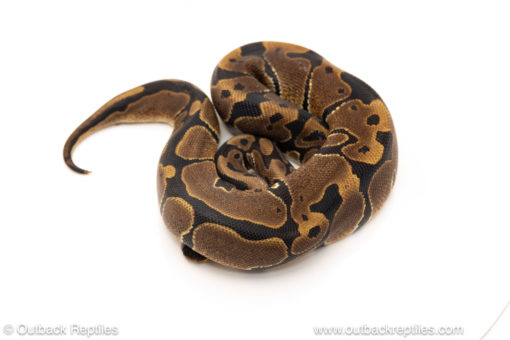 African import dinker ball python for sale