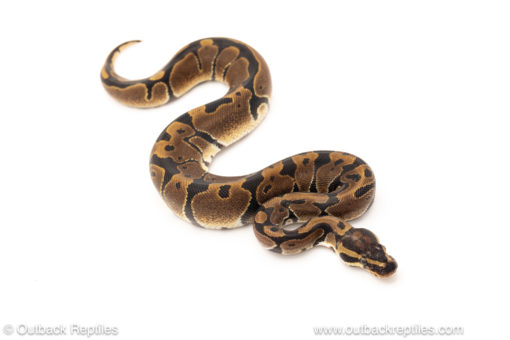 African import dinker ball python for sale