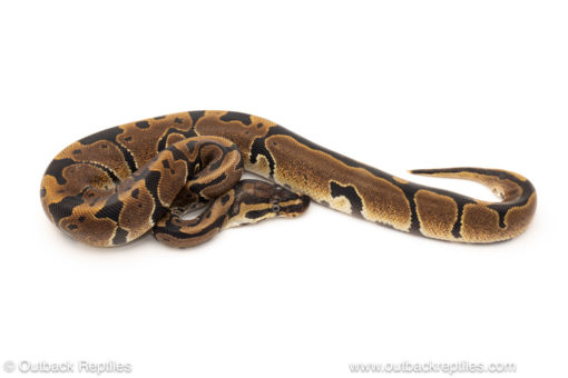 African import dinker ball python for sale