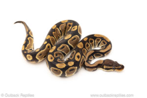 African import dinker ball python for sale