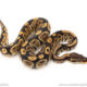 African import dinker ball python for sale