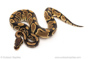 African import dinker ball python for sale