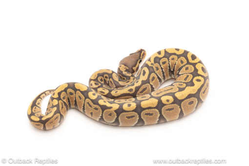 African import dinker ball python for sale