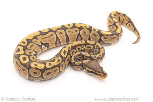 African import dinker ball python for sale