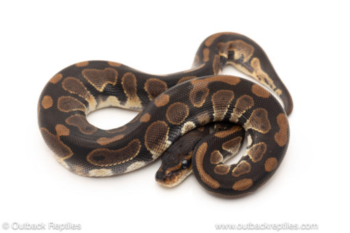 African import dinker ball python for sale