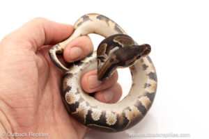 African import dinker ball python for sale