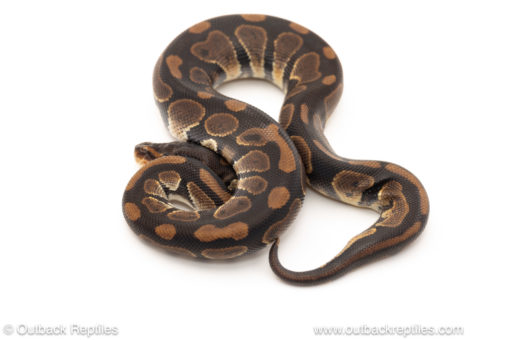 African import dinker ball python for sale