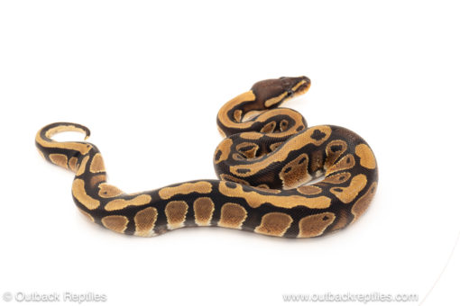 African import dinker ball python for sale