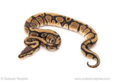 African import dinker ball python for sale