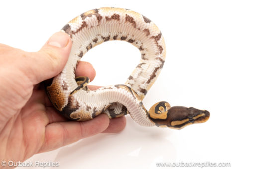 African import dinker ball python for sale