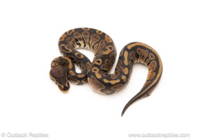 African import dinker ball python for sale