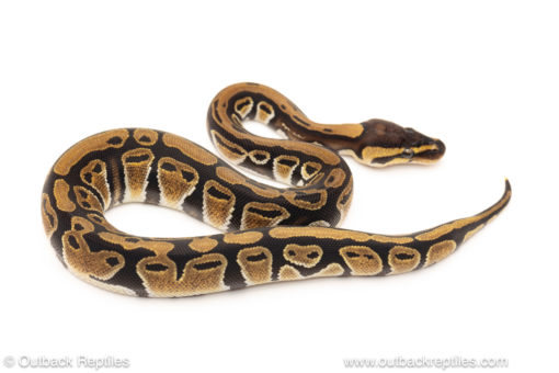 African import dinker ball python for sale