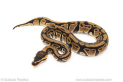 African import dinker ball python for sale