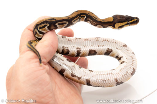 African import dinker ball python for sale