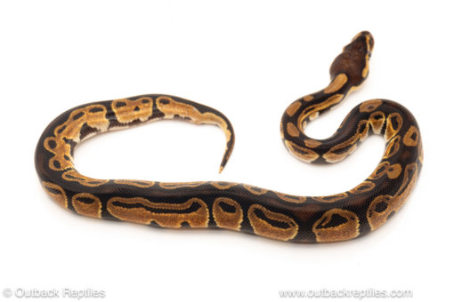 African import dinker ball python for sale