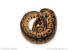 African import dinker ball python for sale