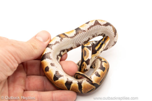 African import dinker ball python for sale