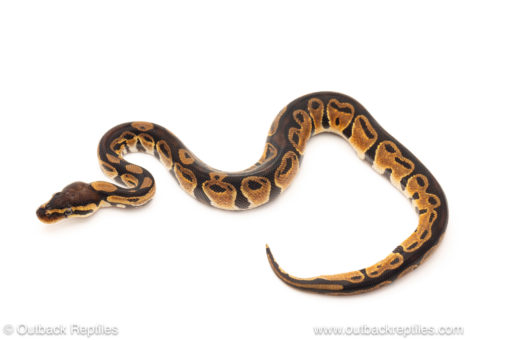 African import dinker ball python for sale