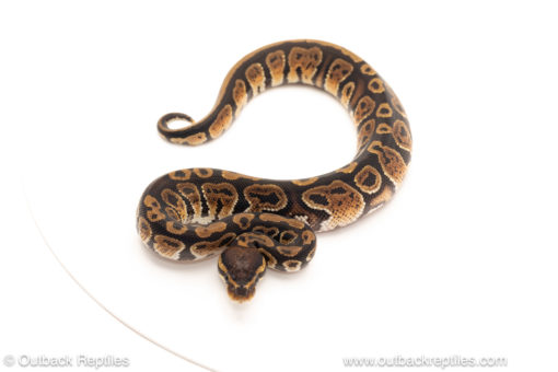 African import dinker ball python for sale