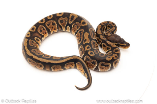 African import dinker ball python for sale