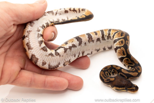 African import dinker ball python for sale