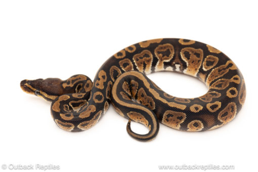 African import dinker ball python for sale