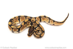 African import dinker ball python for sale