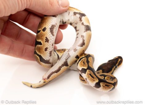 African import dinker ball python for sale