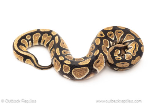 African import dinker ball python for sale