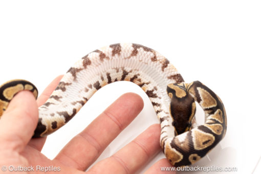 African import dinker ball python for sale