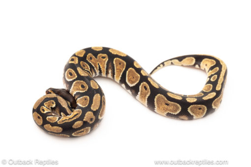 African import dinker ball python for sale